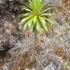 Heterochaenia rivalsii Campanulac eae Endémique La Réunion 49.jpeg