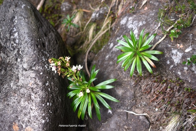 Heterochaenia rivalsii Campanulace ae Endémique La Réunion 6737.jpeg