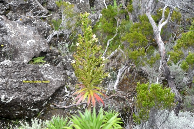 Heterochaenia rivalsii Campanulace ae Endémique La Réunion 6770.jpeg