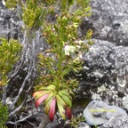 Heterochaenia rivalsii Campanulace ae Endémique La Réunion 6780.jpeg