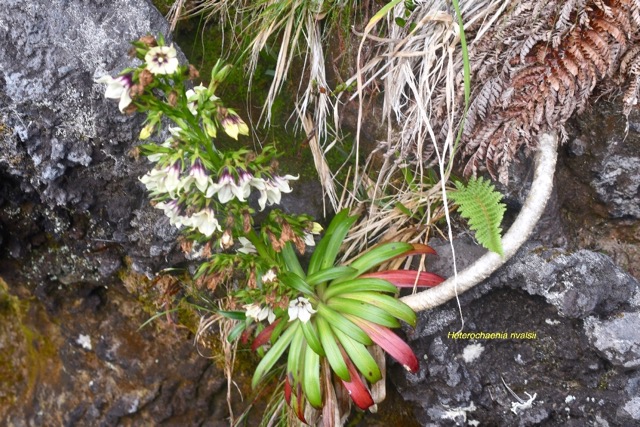 Heterochaenia rivalsii Campanulace ae Endémique La Réunion 6783.jpeg