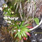 Heterochaenia rivalsii Campanulace ae Endémique La Réunion 6783.jpeg