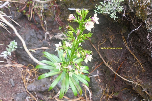 Heterochaenia rivalsii Campanulace ae Endémique La Réunion 6801.jpeg