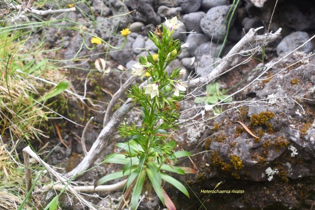 Heterochaenia rivalsii Campanulace ae Endémique La Réunion 6803.jpeg