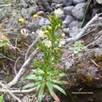 Heterochaenia rivalsii Campanulace ae Endémique La Réunion 6803.jpeg