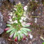 Heterochaenia rivalsii Campanulace ae Endémique La Réunion 6804.jpeg