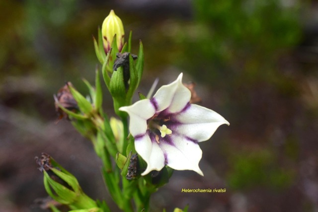 Heterochaenia rivalsii Campanulace ae Endémique La Réunion 6807.jpeg