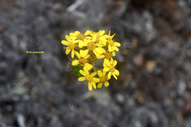 Hubertia tomentosa var.jpeg