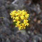 Hubertia tomentosa var.jpeg