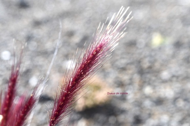 Pennisetum caffrum Queue de mimite Poa ceae  Endémique La Réunion 6698.jpeg