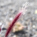 Pennisetum caffrum Queue de mimite Poa ceae  Endémique La Réunion 6698.jpeg