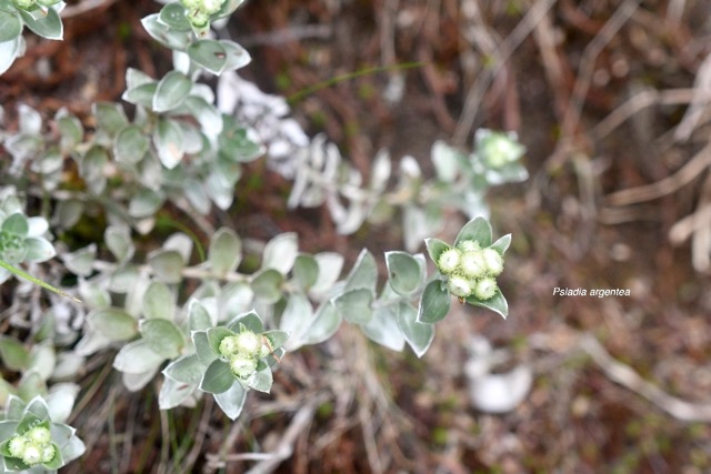 Psiadia argentea Asteraceae En démique La Réunion _6811.jpeg