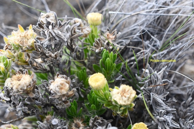 Psiadia callocephala Asteraceae  Endémique La Réunion 6700.jpeg