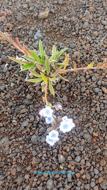 Cynoglossum borbonicum  Myosotis de Bourbon  Boraginaceae Endémique La Réunion 06.jpeg