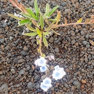 Cynoglossum borbonicum  Myosotis de Bourbon  Boraginaceae Endémique La Réunion 06.jpeg