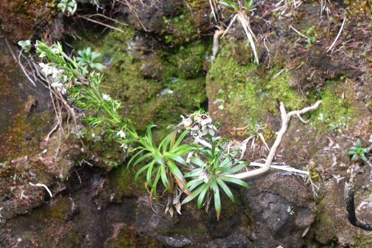 Heterochaenia rivalsii Campanulace ae Endémique La Réunion 6754.jpeg