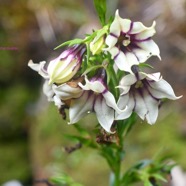 Heterochaenia rivalsii Campanulace ae Endémique La Réunion 6756.jpeg