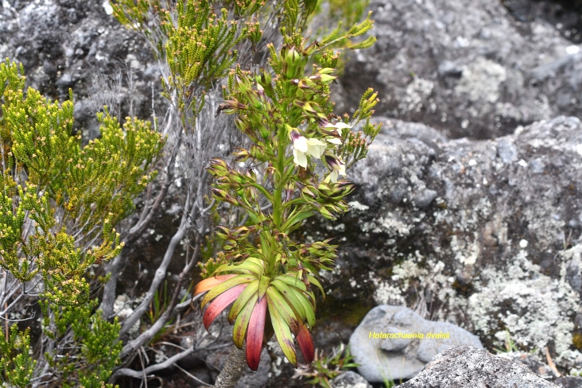 Heterochaenia rivalsii Campanulace ae Endémique La Réunion 6780.jpeg