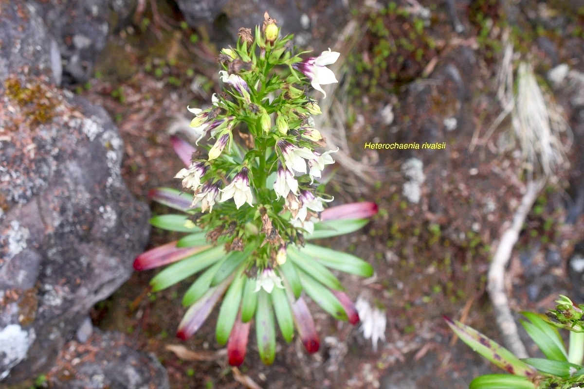 Heterochaenia rivalsii Campanulace ae Endémique La Réunion 6804.jpeg