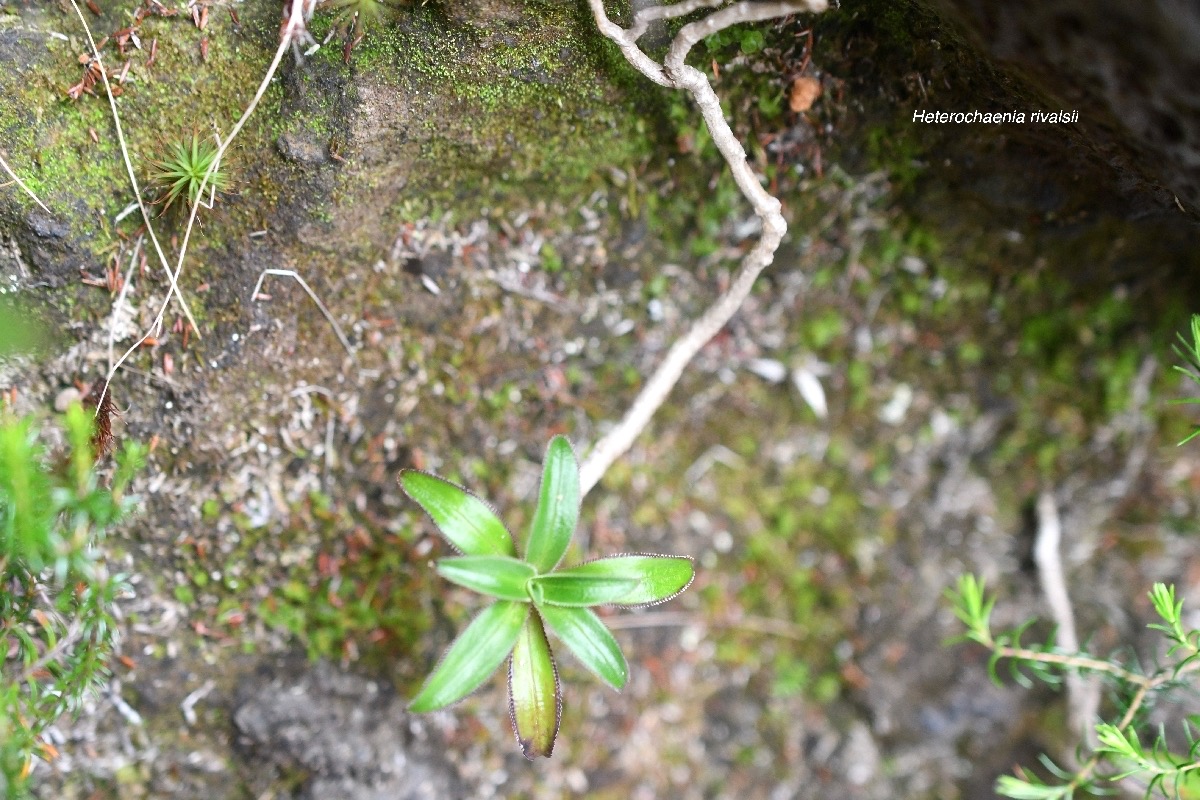 Heterochaenia rivalsii Campanulaceae Endémique La Réunion 6744.jpeg