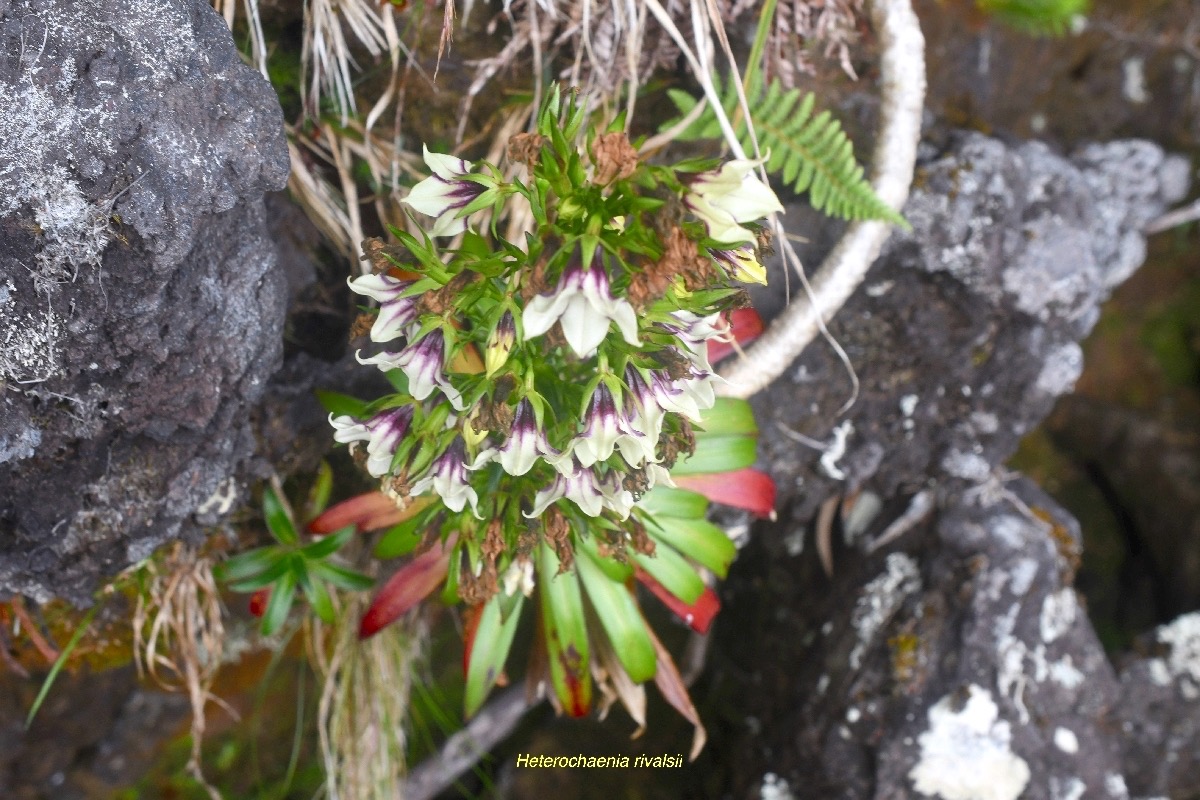 Heterochaenia rivalsii Campanulaceae Endémique La Réunion 6787.jpeg