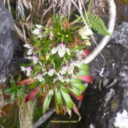 Heterochaenia rivalsii Campanulaceae Endémique La Réunion 6787.jpeg