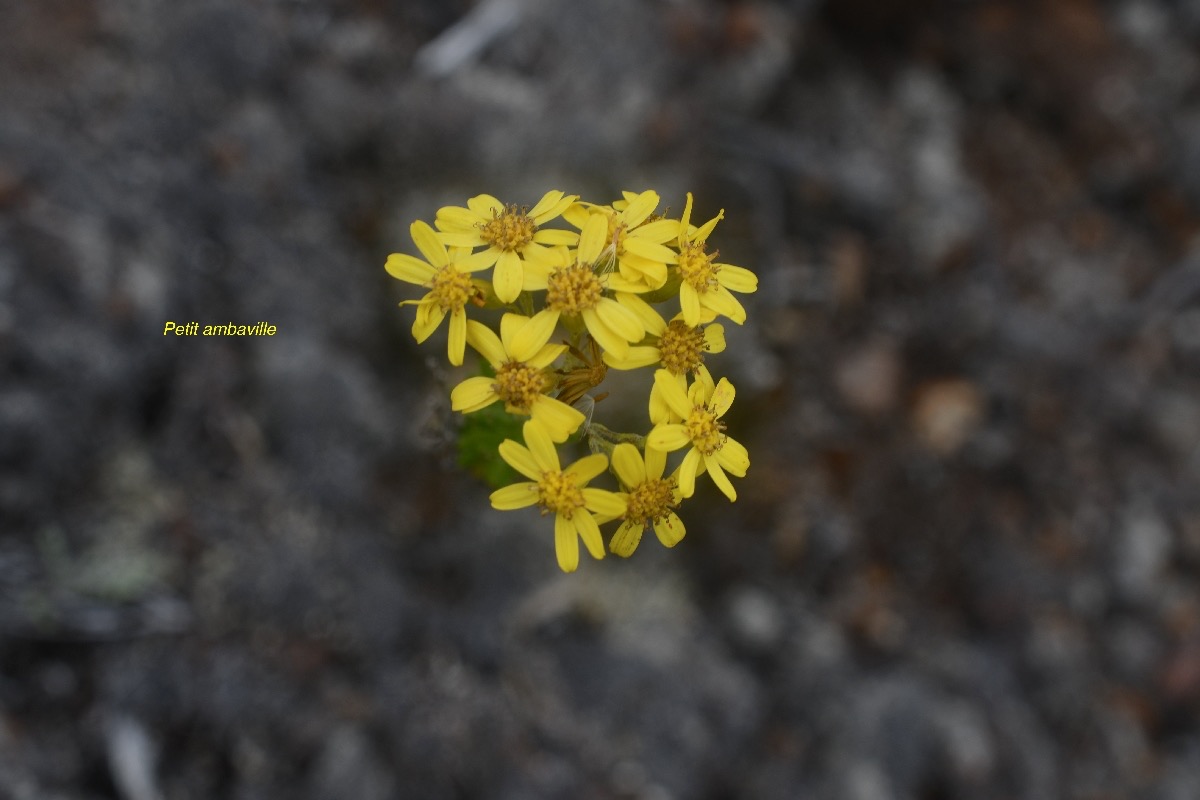 Hubertia tomentosa var. conyzoides Petit ambavi lle Asteraceae Endémique La Réunion jpeg.jpeg