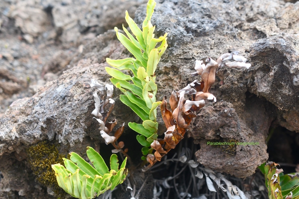 Parablechnum marginatum Blechnacea e Endémique La Réunion 6718.jpeg