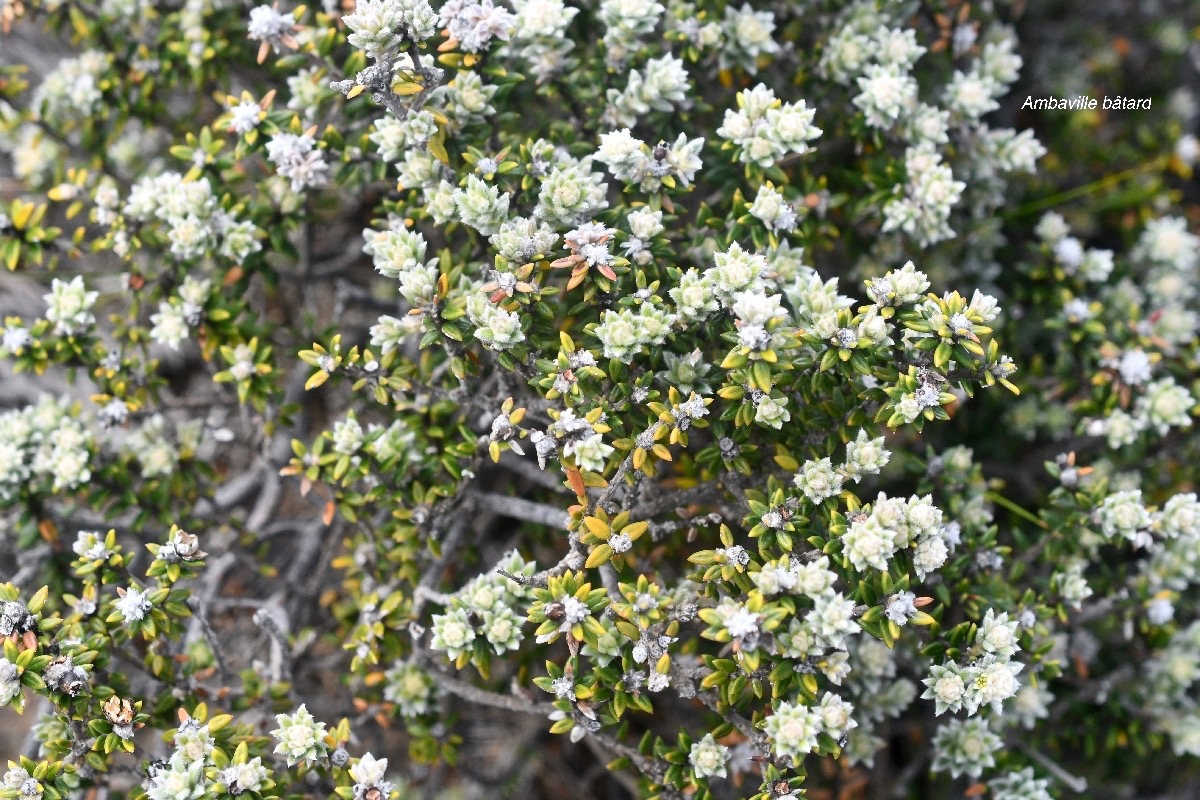 Phylica nitida Ambaville ba?tard Rhamnacea e Endémique La Réunion Maurice 6714.jpeg