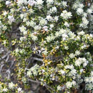 Phylica nitida Ambaville ba?tard Rhamnacea e Endémique La Réunion Maurice 6714.jpeg