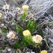 Psiadia callocephala Asteraceae  Endémique La Réunion 6700.jpeg