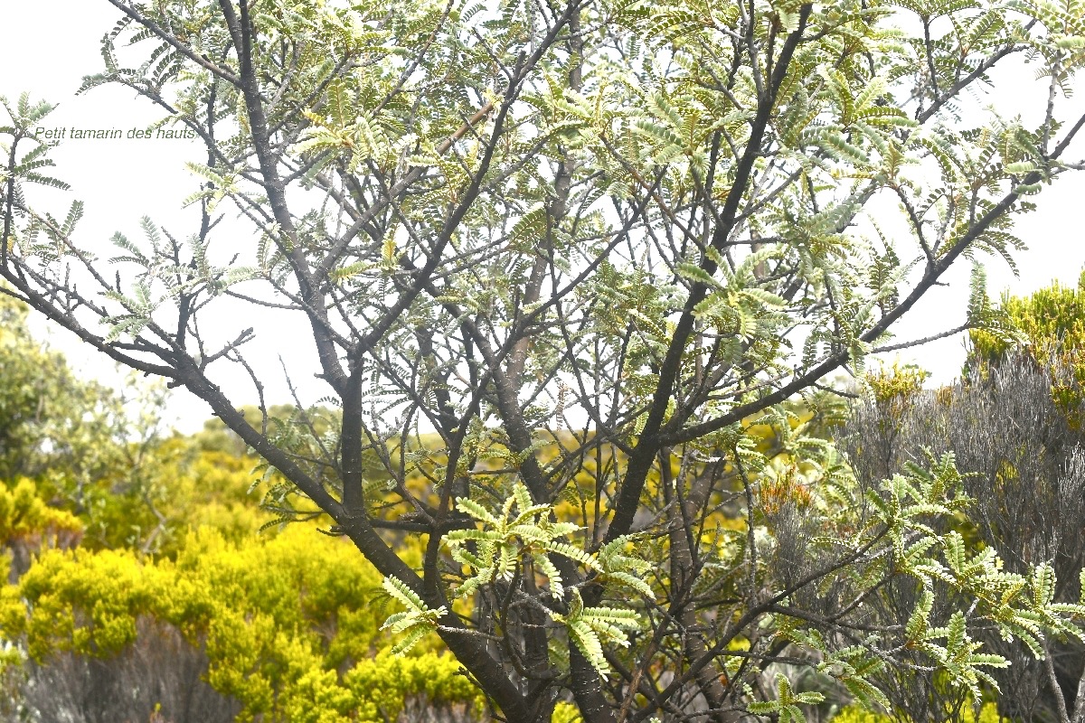 Sophora denudata Petit tamarin des hauts  Fabaceae Endémique La Réunion 6719.jpeg