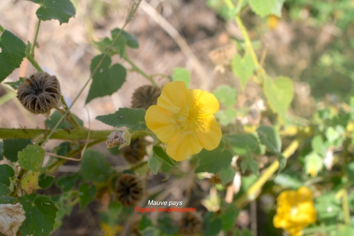 Abutilon indicum Mauve pays Malvaceae E E 9569.jpeg