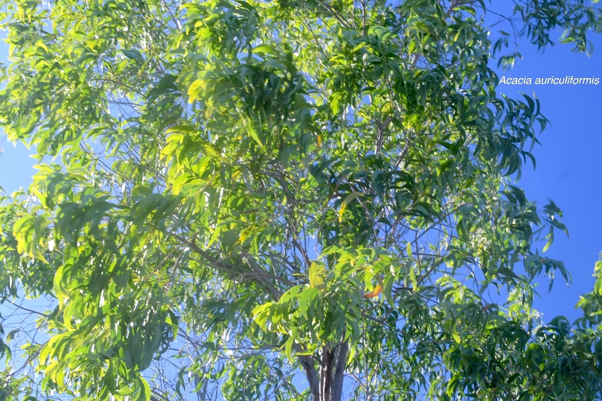 Acacia auriculiformis Fabaceae Australie , Indonésie.jpeg