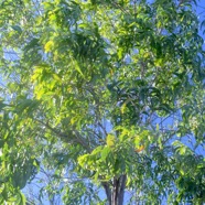 Acacia auriculiformis Fabaceae Australie , Indonésie.jpeg