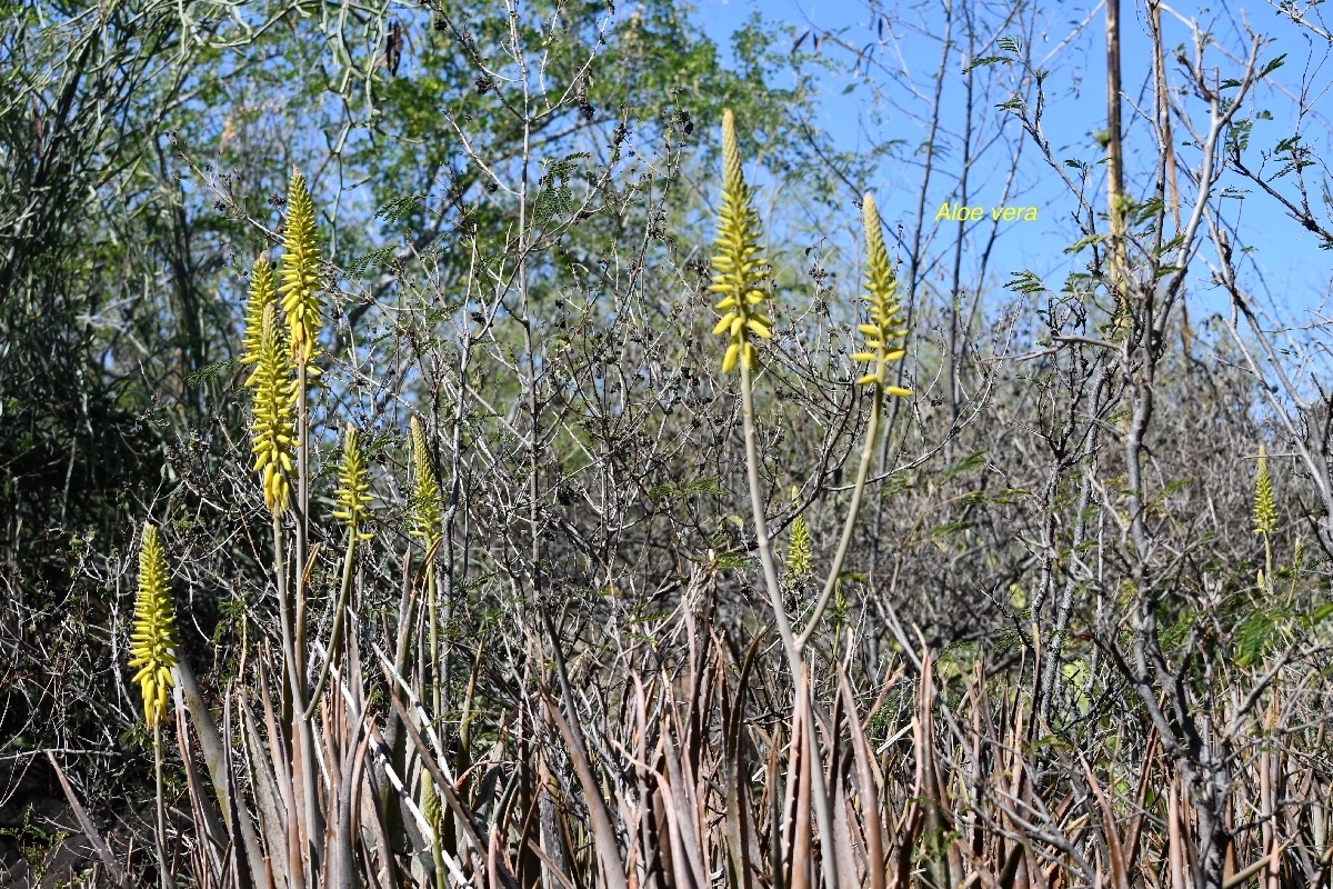 Aloe vera Asphodelaceae 9511.jpeg