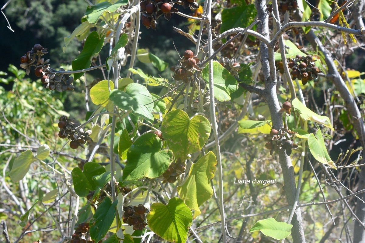 Argyreia nervosa Liane d' argent Convolvulaceae Inde 9495.jpeg