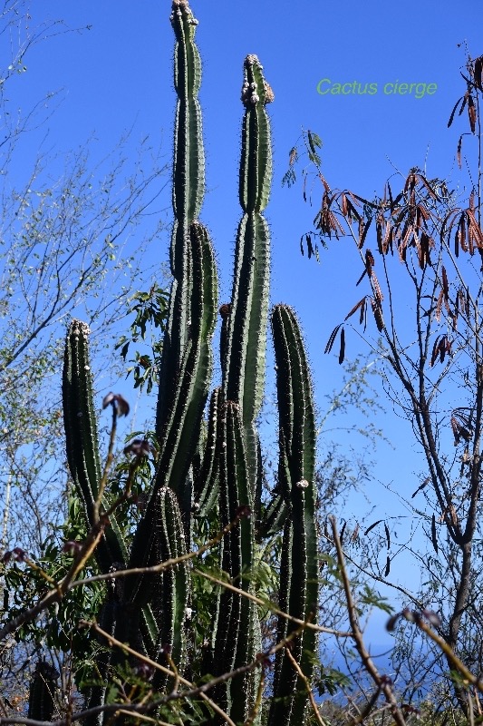 Cereus hexagonus Cactus cierge Cactaceae S E Amérique du Sud 9461.jpeg