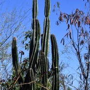 Cereus hexagonus Cactus cierge Cactaceae S E Amérique du Sud 9461.jpeg