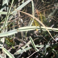 Cissus quadrangularis Liane carrée Vitaceae Indigène La Réunion 9491.jpeg