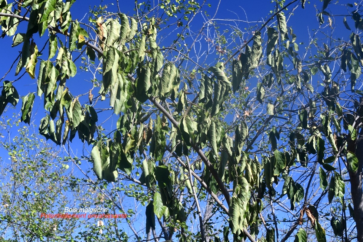 Ehretia cymosa Bois malgache Boraginaceae Pot envahissante 9469.jpeg