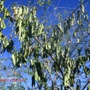 Ehretia cymosa Bois malgache Boraginaceae Pot envahissante 9469.jpeg