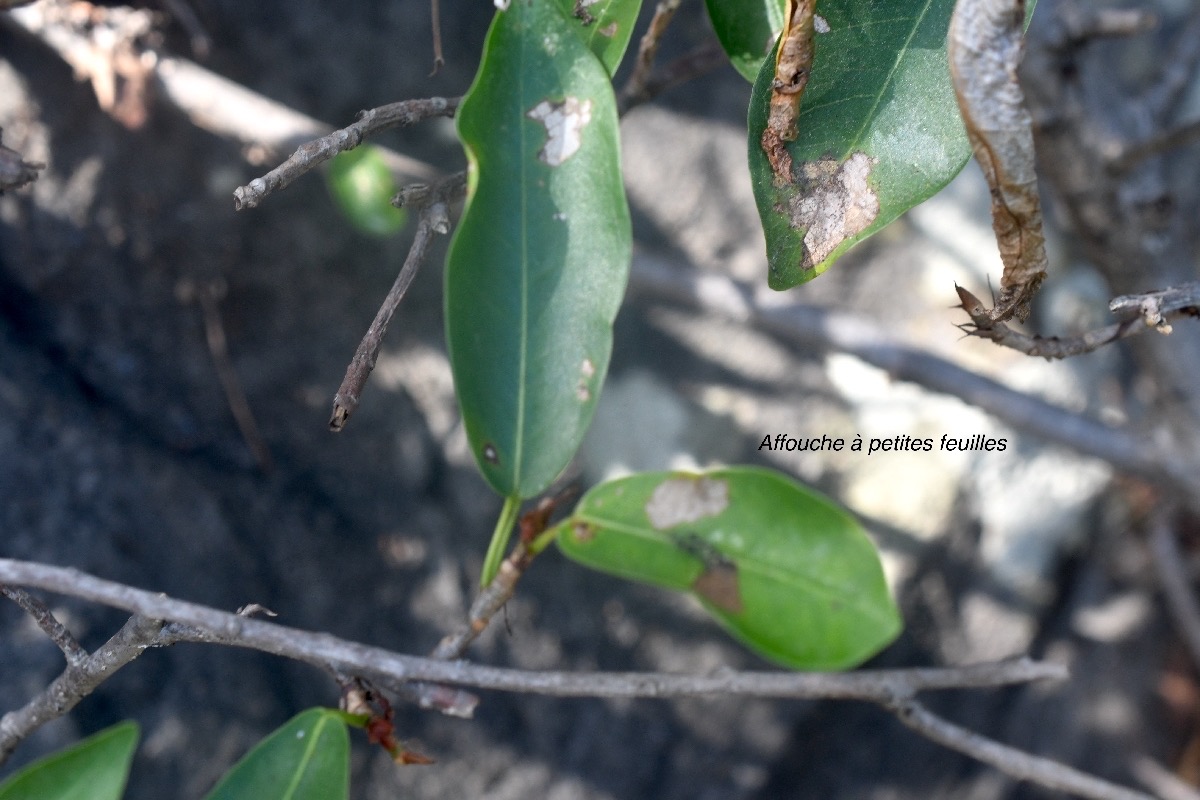 Ficus reflexa Affouche à petites feuilles Moraceae Indigène La Réunion 9554.jpeg