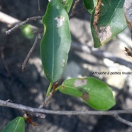 Ficus reflexa Affouche à petites feuilles Moraceae Indigène La Réunion 9554.jpeg