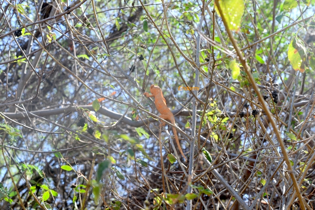 Furcifer pardalis femelle 9542.jpeg