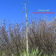 Furcraea foetida Choca vert Asparagaceae E E 9443.jpeg