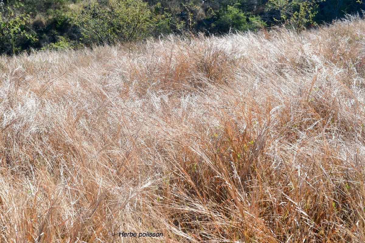 Heteropogon contortus herbe polisson Poaceae Indigène La Réunion 9442.jpeg