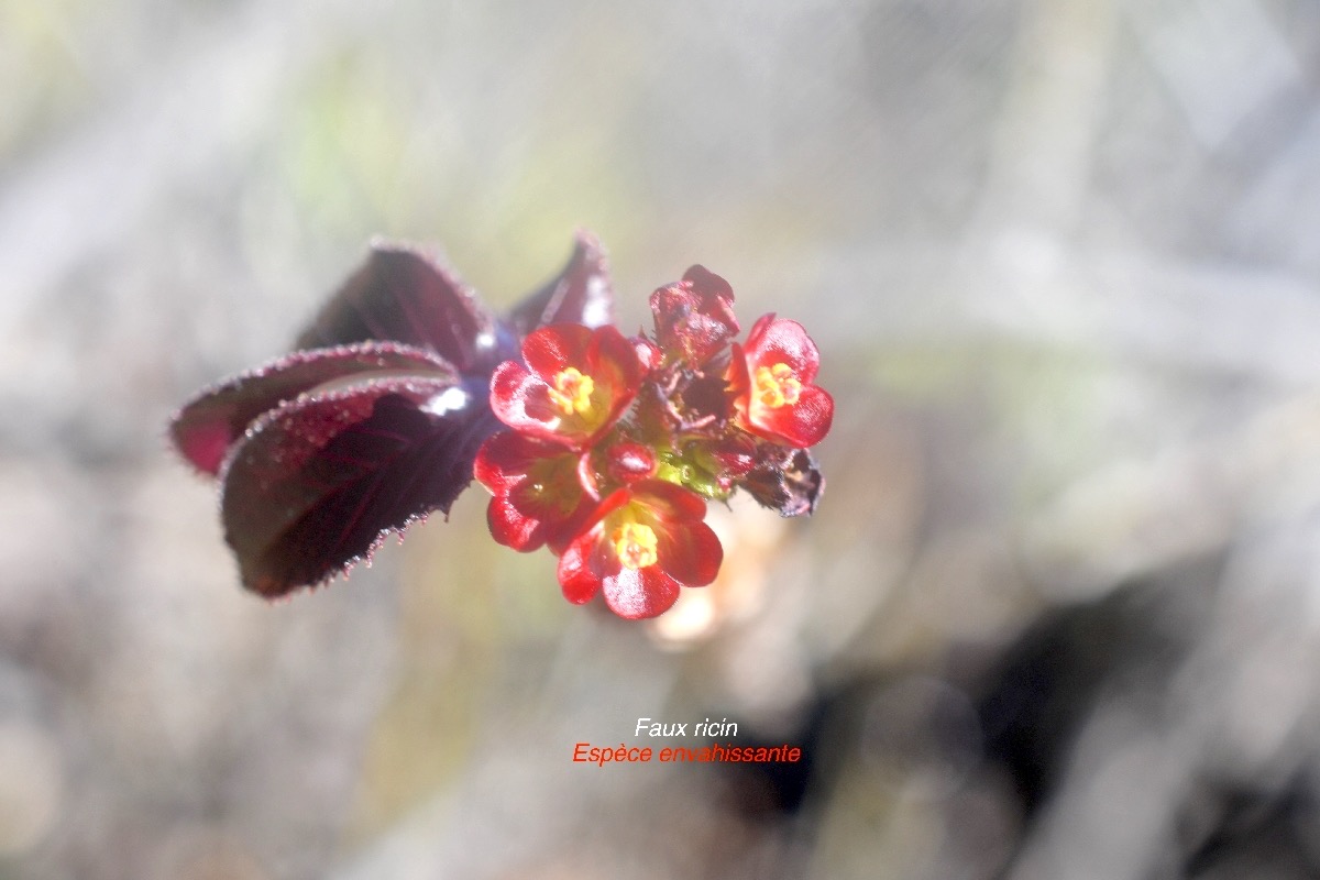 Jatropha gossypiifolia Faux ricin Euphorbiaceae E E 9451.jpeg