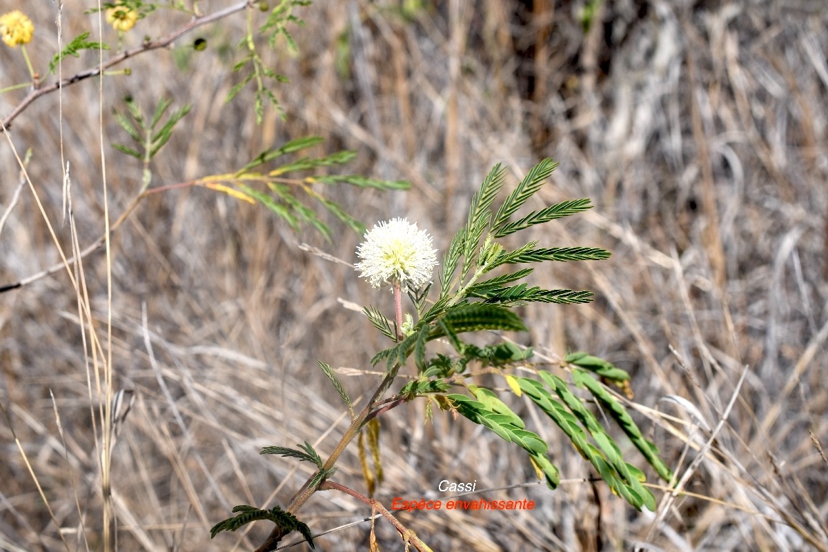 Leucaena leucocephala Cassie Fabaceae E E 9549.jpeg