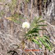 Leucaena leucocephala Cassie Fabaceae E E 9549.jpeg
